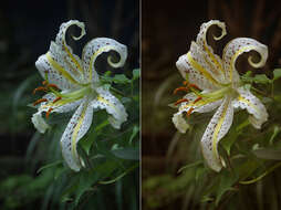 Lilium auratum Lindl. resmi