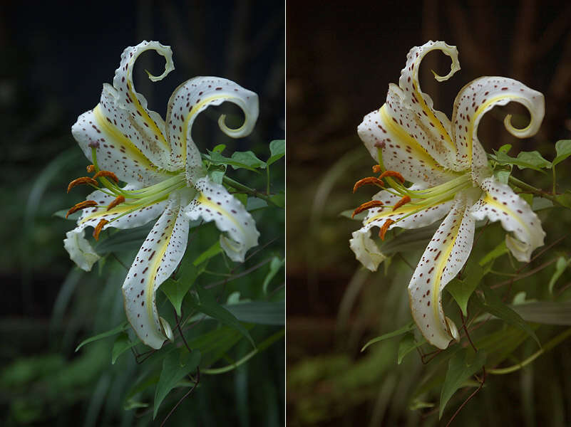 Lilium auratum Lindl. resmi