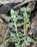 Image of Chenopodium desertorum subsp. microphyllum Paul G. Wilson