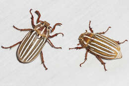 Image of Ten-lined June Beetle