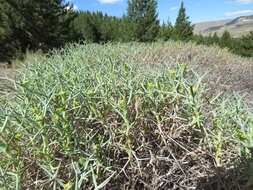 Imagem de Azorella prolifera (Cav.) G. M. Plunkett & A. N. Nicolas