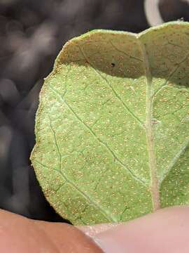 Image of island gooseberry