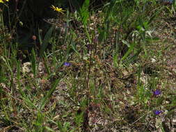 Image of Heliophila coronopifolia L.