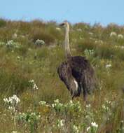 Image of North African ostrich