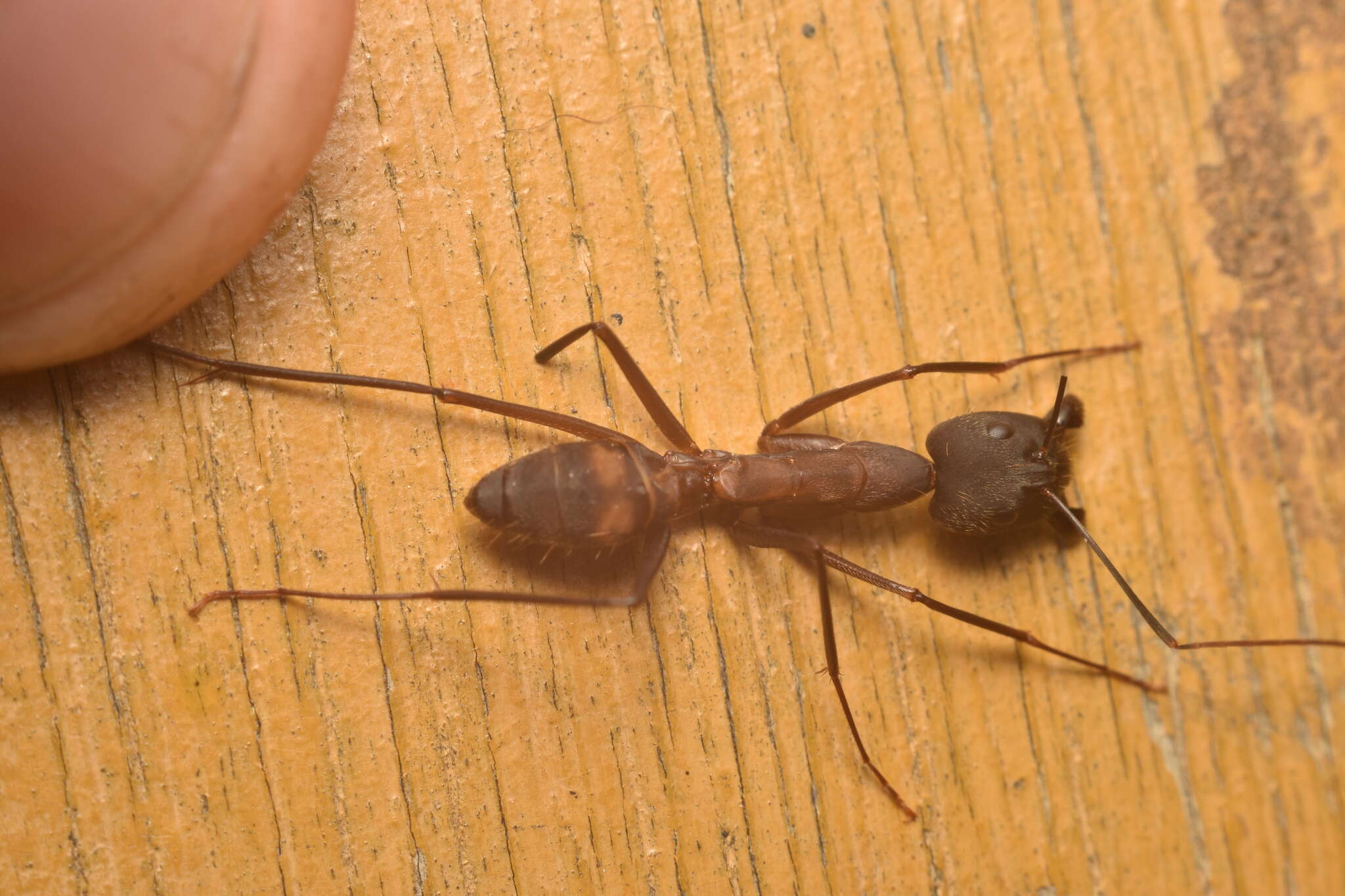 Imagem de Camponotus amoris Forel 1904