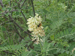 Sophora alopecuroides L. resmi