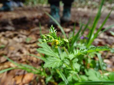 Plancia ëd Geum vernum (Raf.) Torr. & Gray