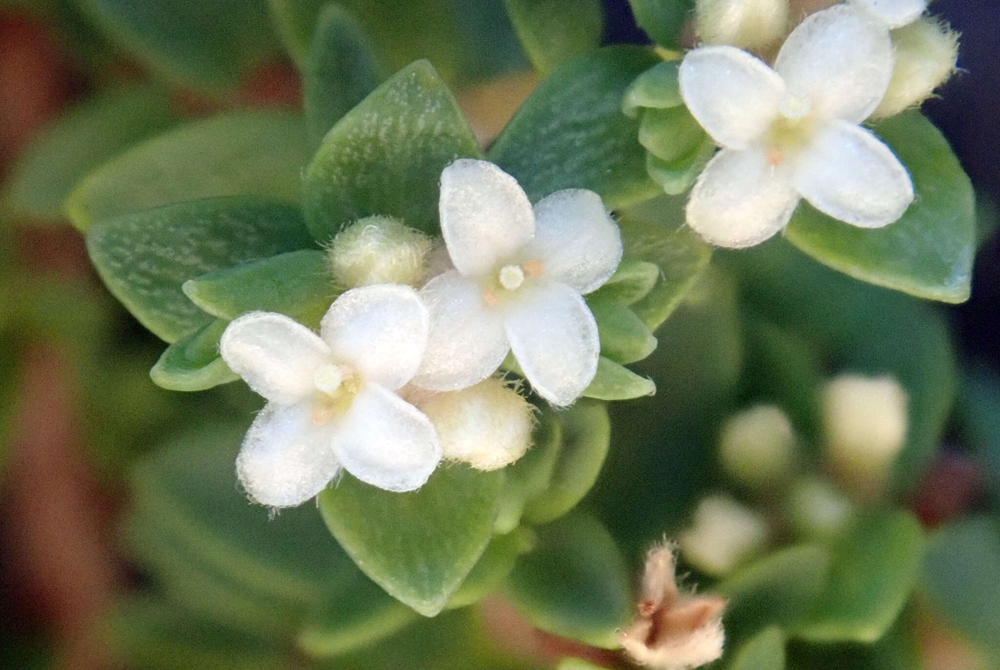 Image of Pimelea orthia subsp. protea C. J. Burrows & Thorsen