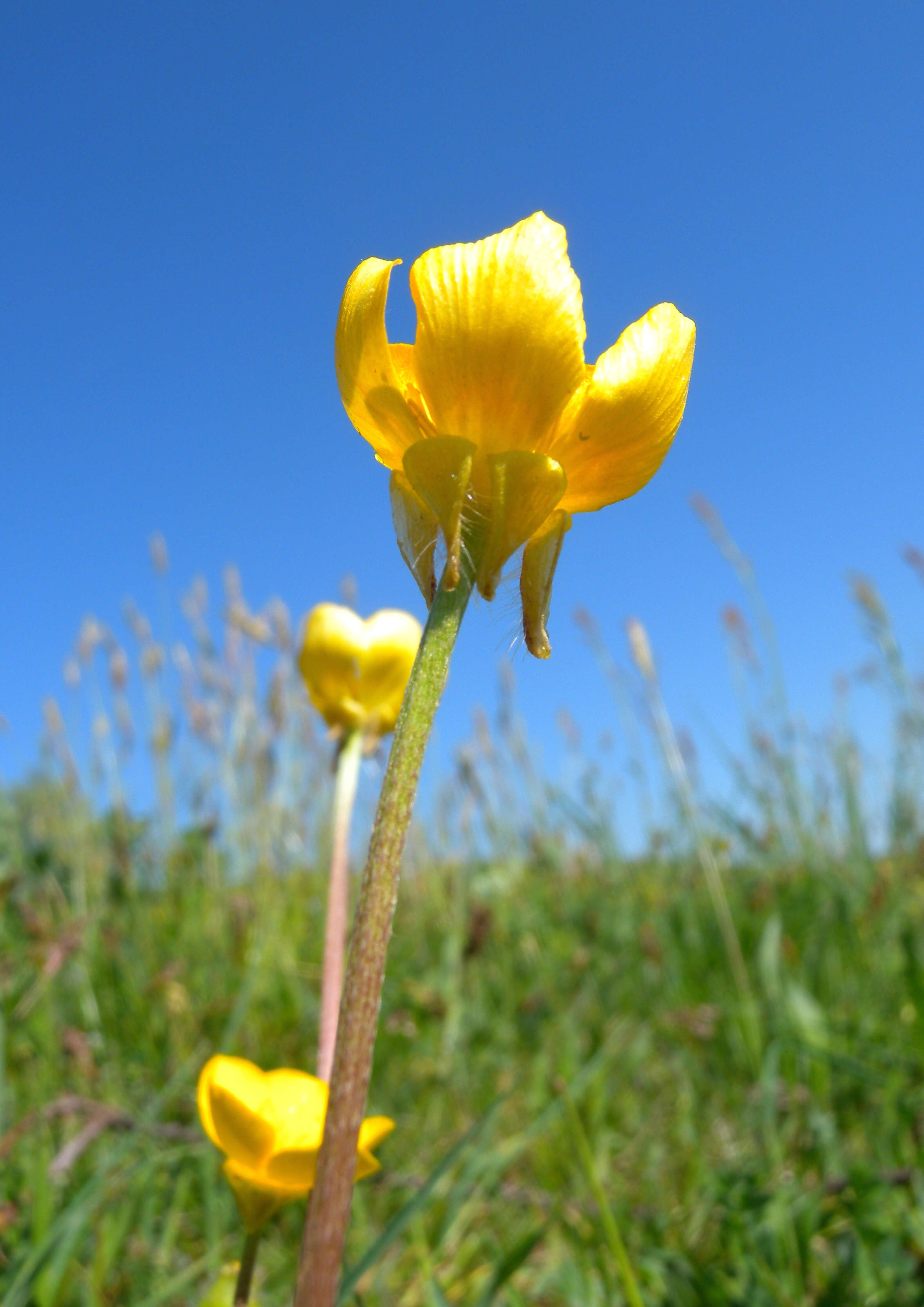 Ranunculus bulbosus L.的圖片