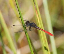 Image of Eastern Pygmyfly