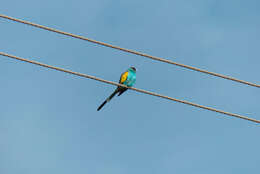 Image of Hooded Parrot