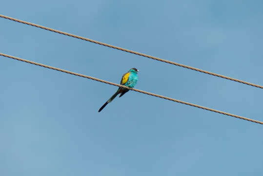 Image of Hooded Parrot