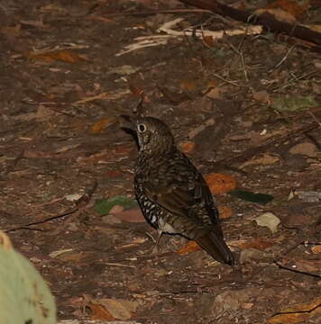 Image of Bassian Thrush