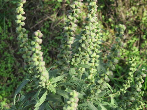 Image of Cuman ragweed