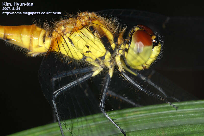 Image of Sympetrum parvulum (Bartenev 1912)