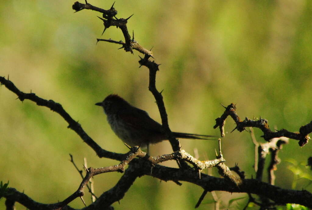 Image of Pale-breasted Spinetail