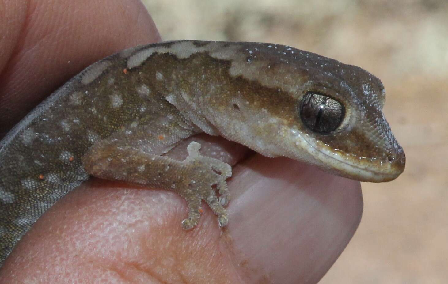 Image of South Coast Gecko
