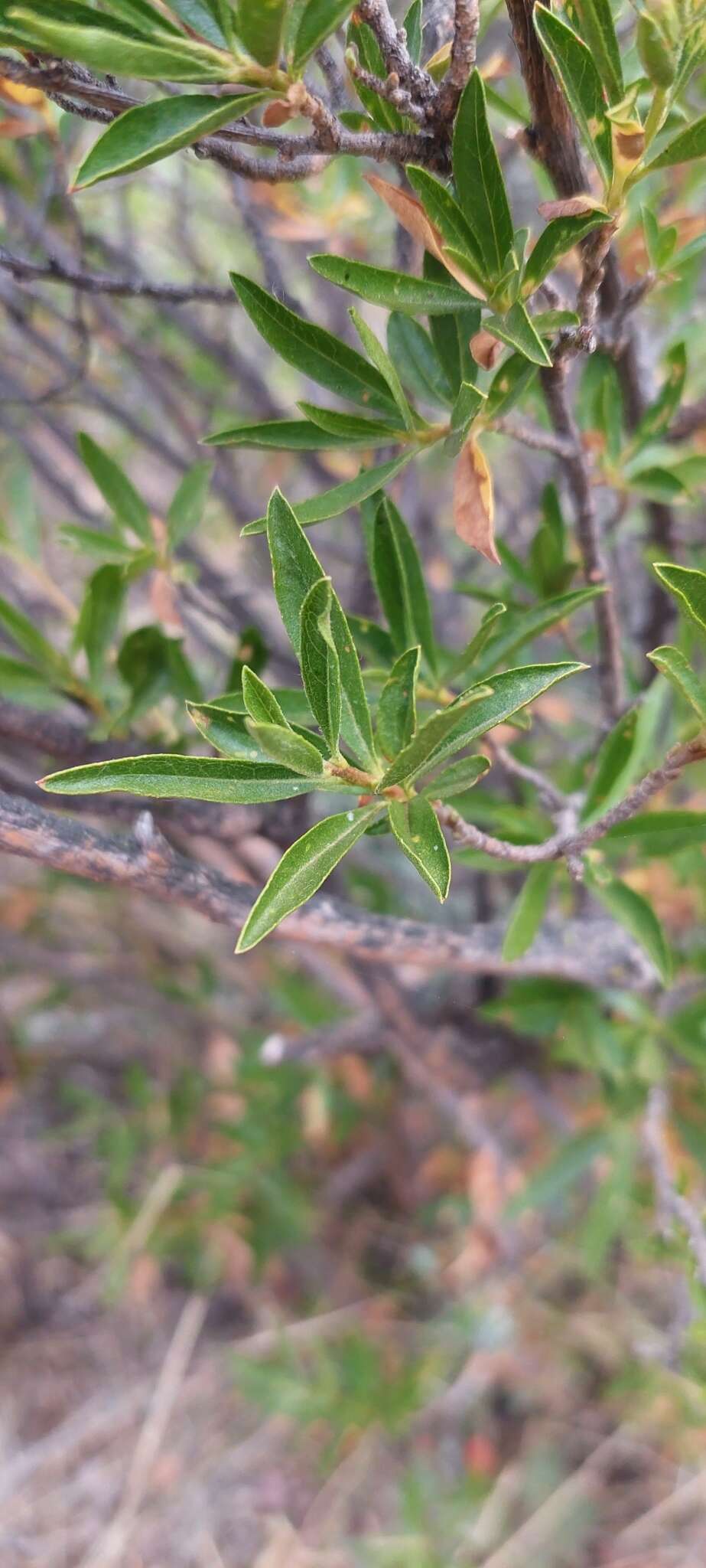 Image of Gochnatia foliolosa D. Don ex Hook. & Arn.