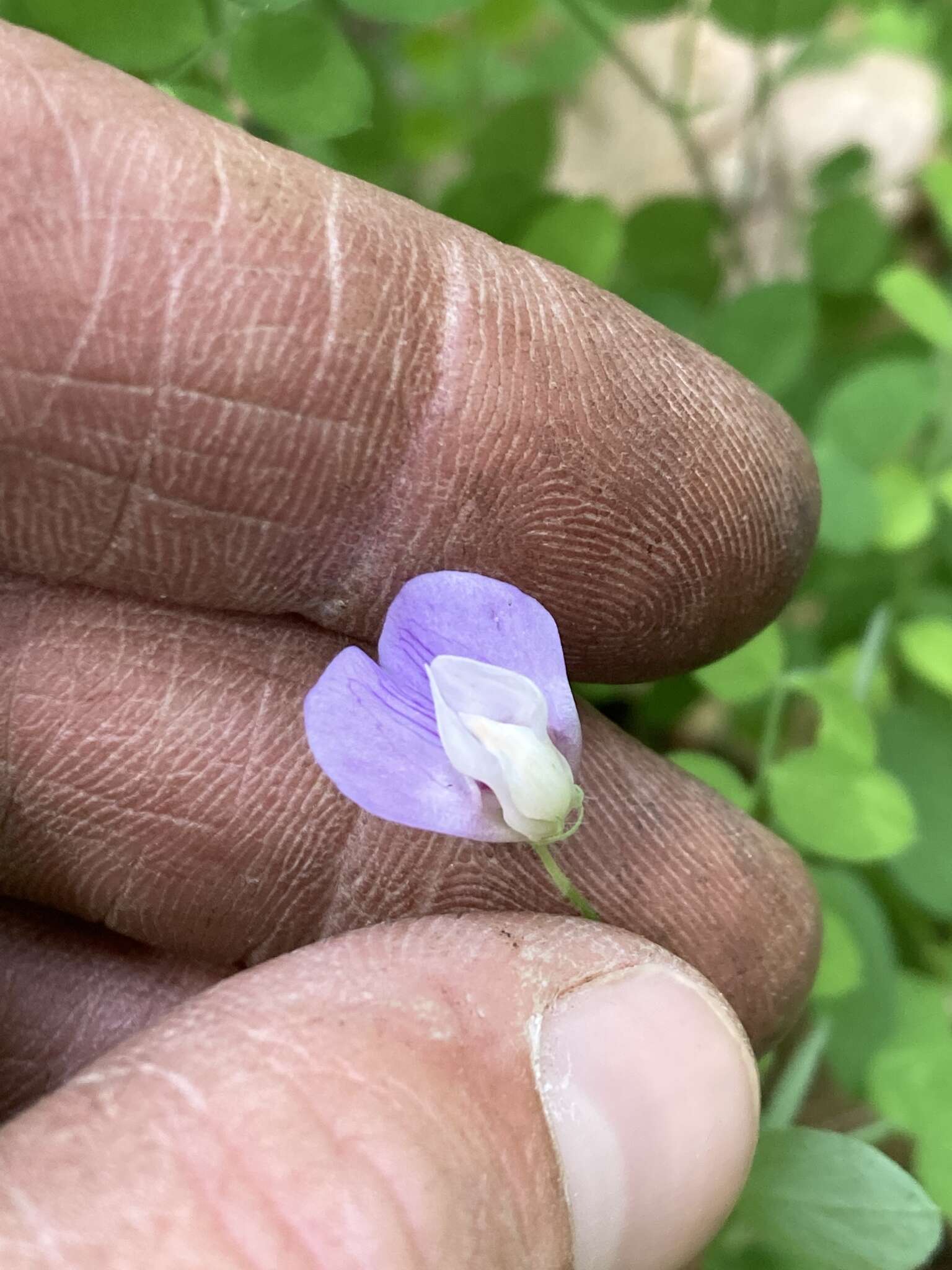 Слика од Lathyrus torreyi A. Gray