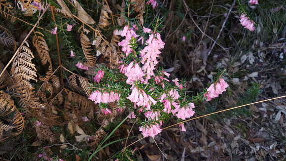 Plancia ëd Epacris impressa Labill.