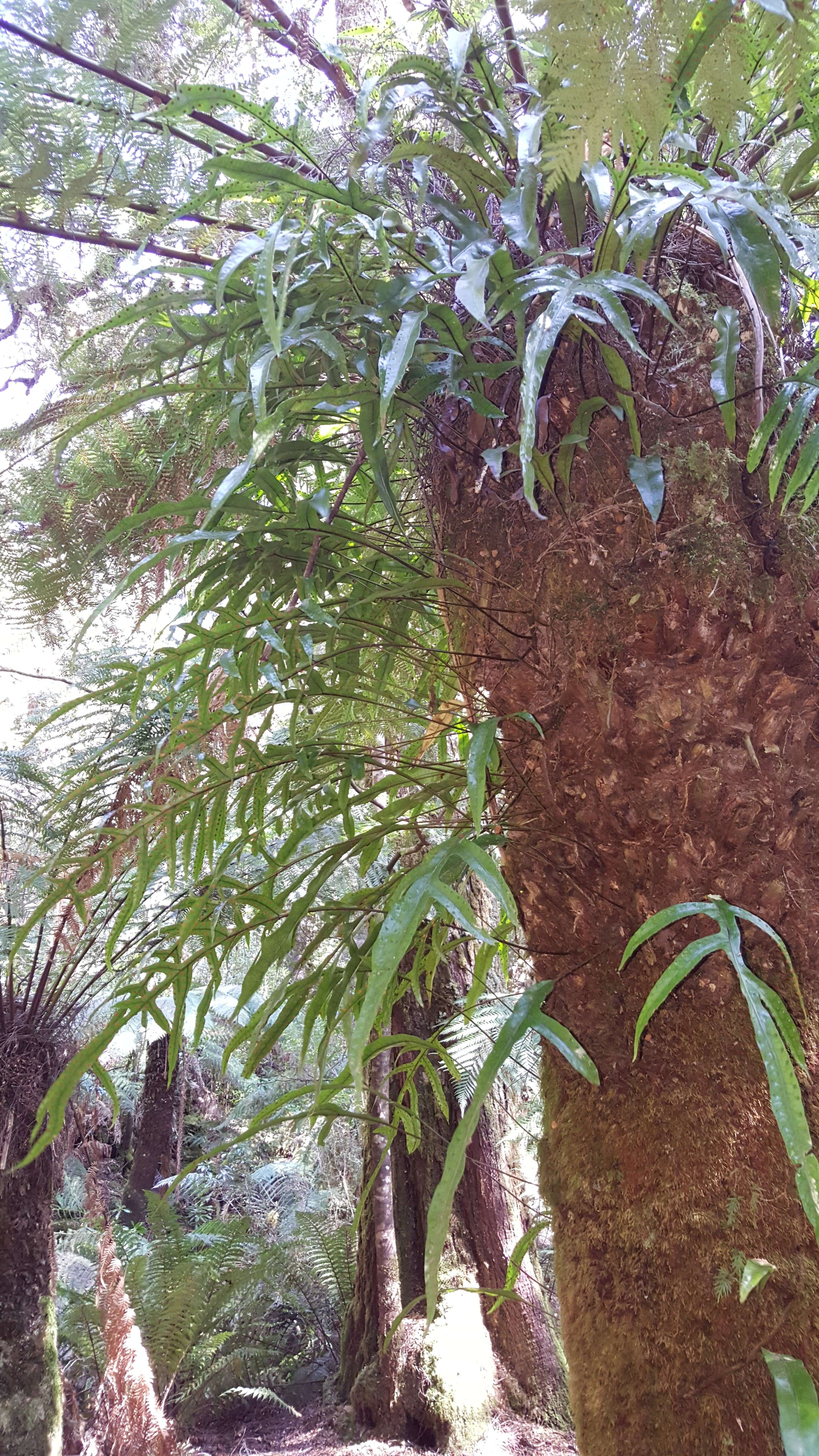 Image of Australian Tree Fern