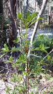 Imagem de Phyllocladus aspleniifolius (Labill.) Hook. fil.