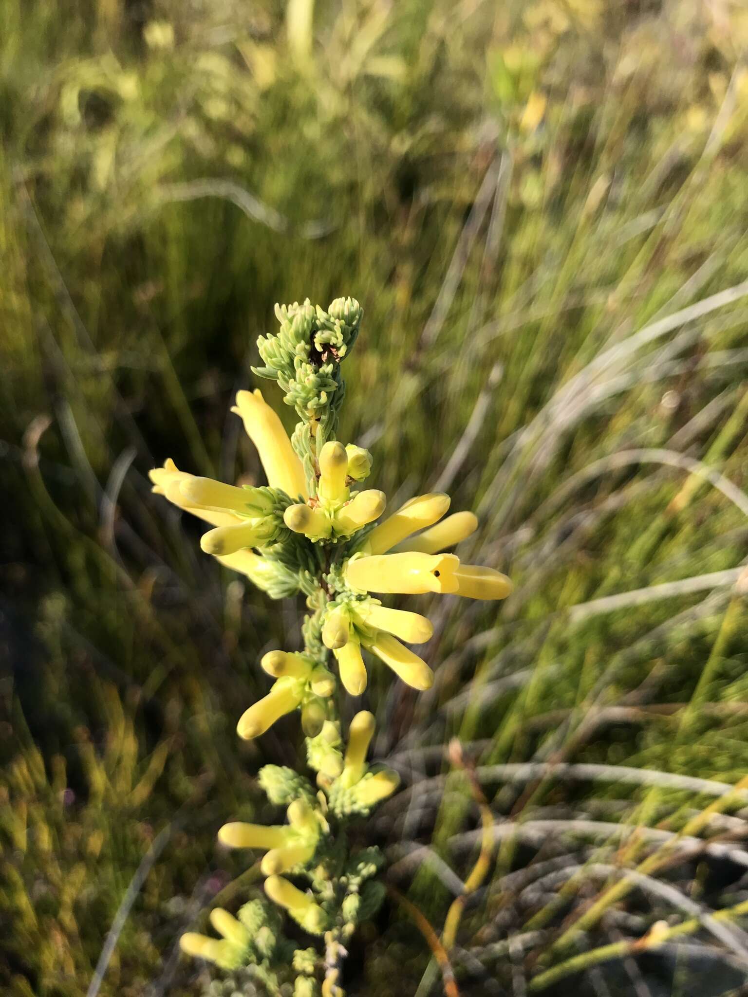 Image of Erica galpinii Salter