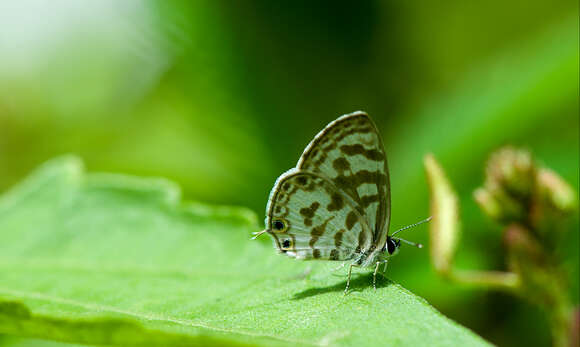 Image of Leptotes plinius