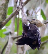 Image of Blond-crested Woodpecker