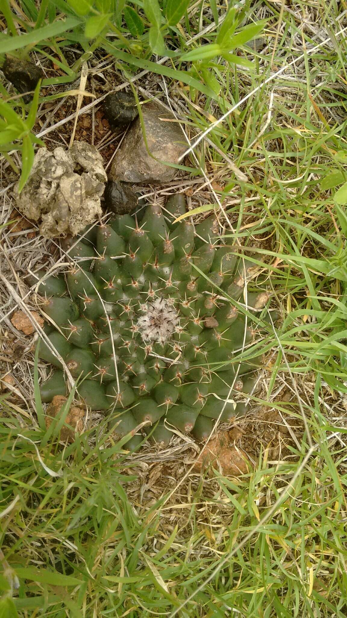 Image of Mammillaria uncinata Zucc. ex Pfeiff.