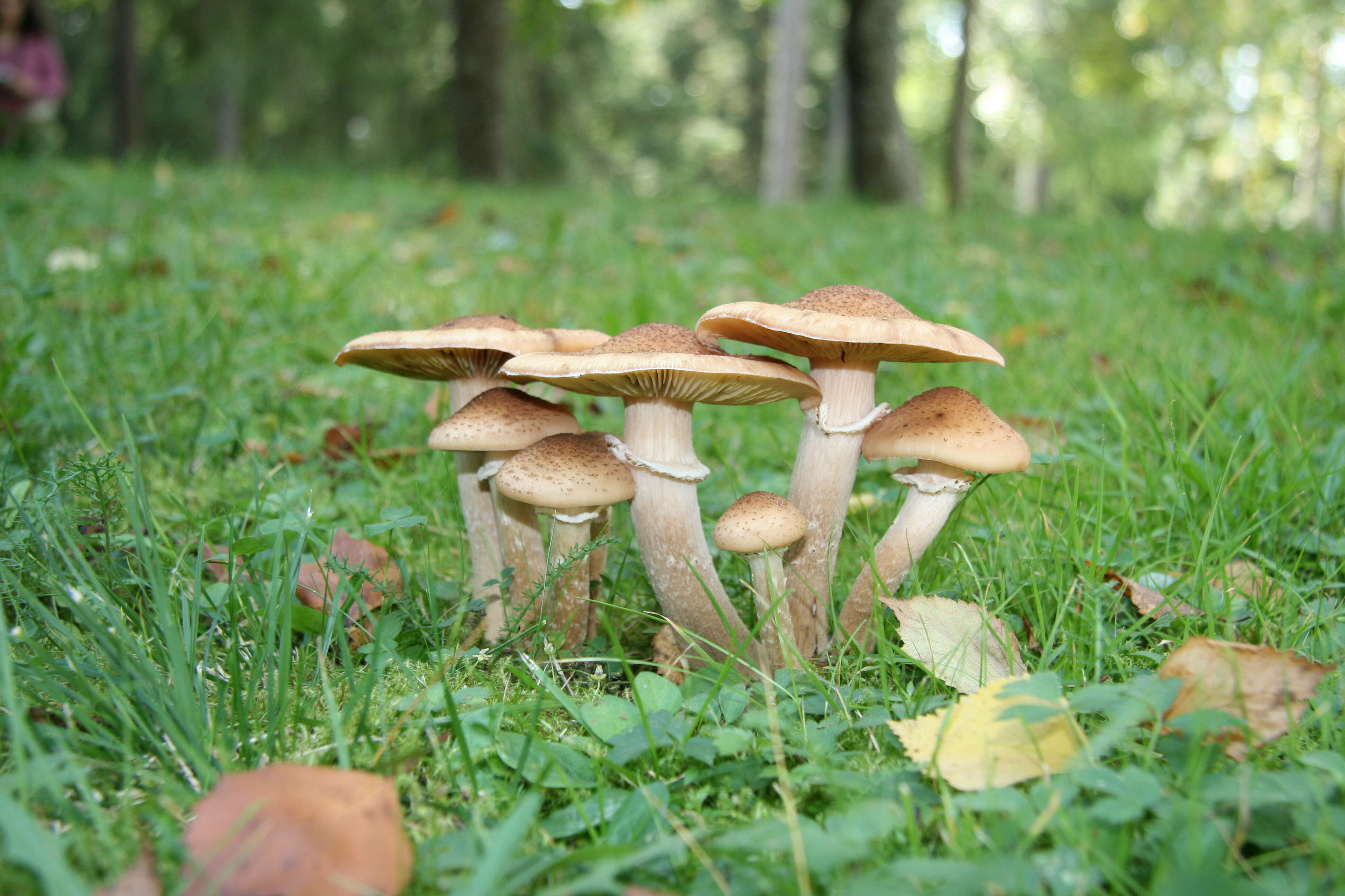 Image of Honey Fungus