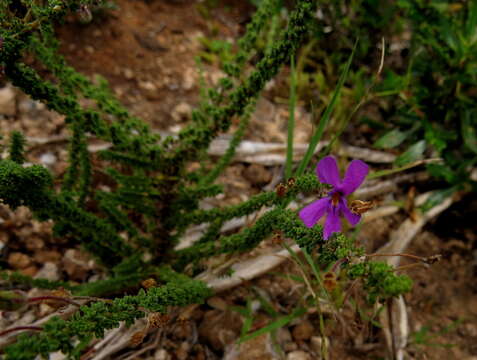 Image of Jamesbrittenia microphylla (L. fil.) O. M. Hilliard