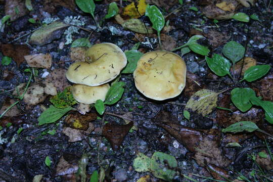 Image of Suillus grevillei (Klotzsch) Singer 1945