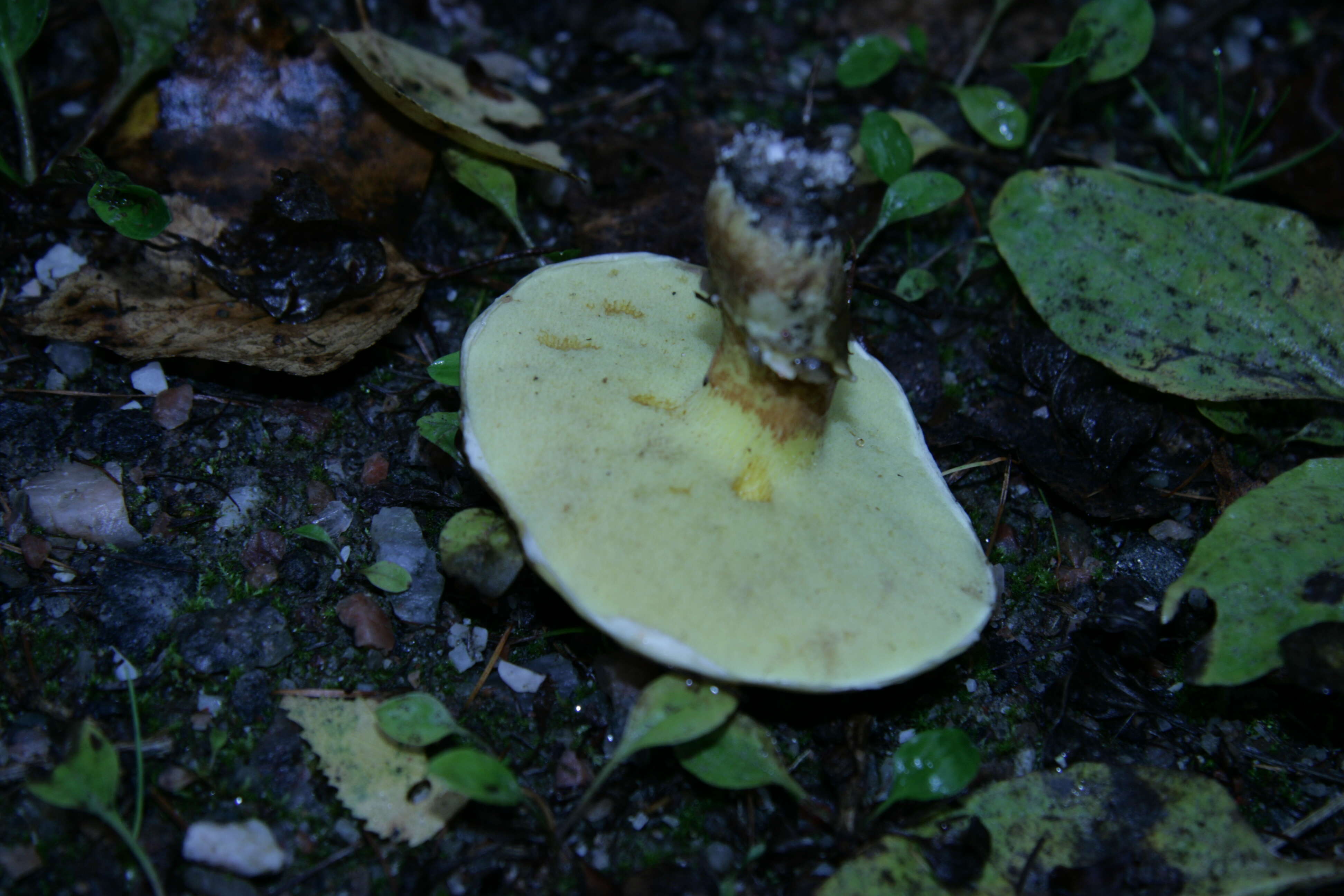 Image of Suillus grevillei (Klotzsch) Singer 1945