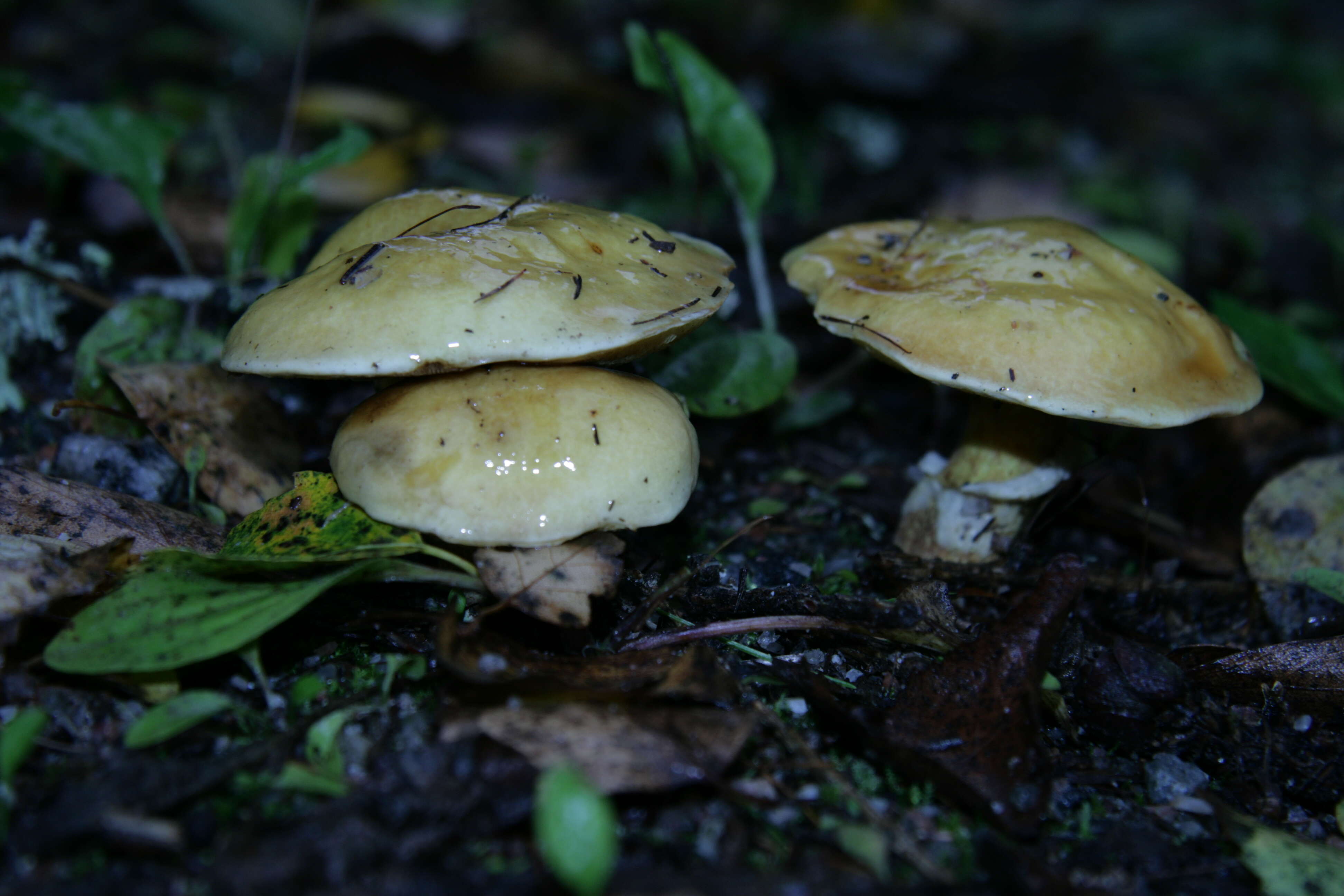 Image of Suillus grevillei (Klotzsch) Singer 1945