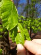 صورة Halyzia sedecimguttata (Linnaeus 1758)