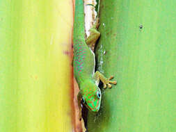 صورة Phelsuma dubia (Boettger 1881)