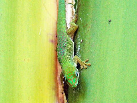 صورة Phelsuma dubia (Boettger 1881)