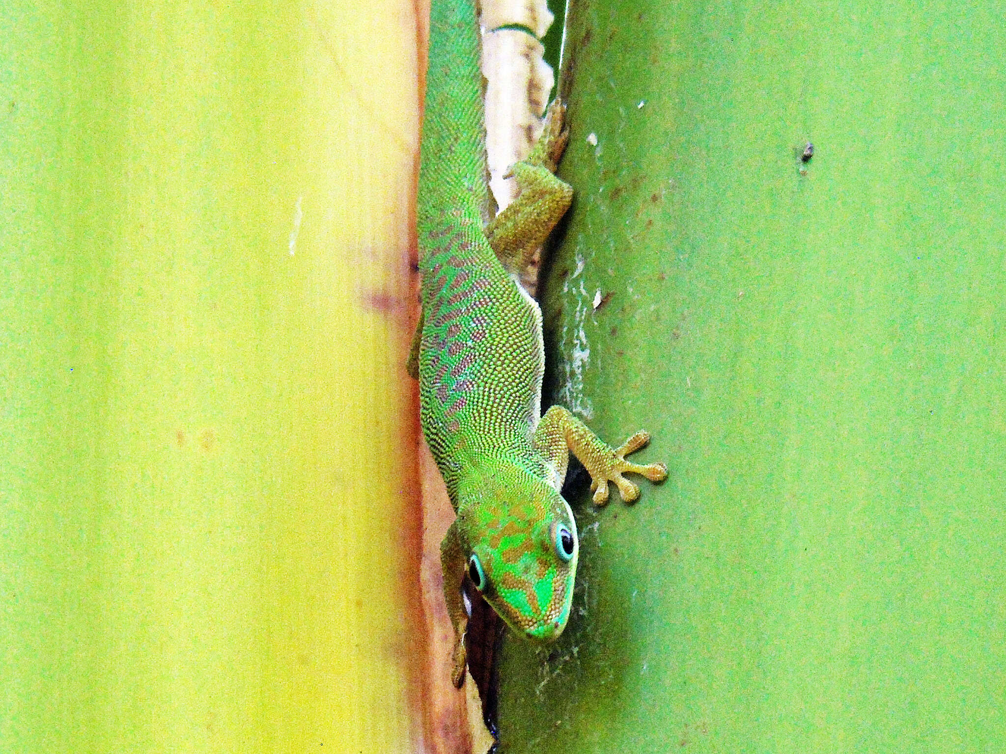 صورة Phelsuma dubia (Boettger 1881)