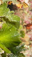 Image of Flabellia petiolata