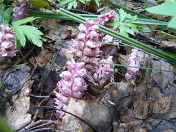 Image of common toothwort