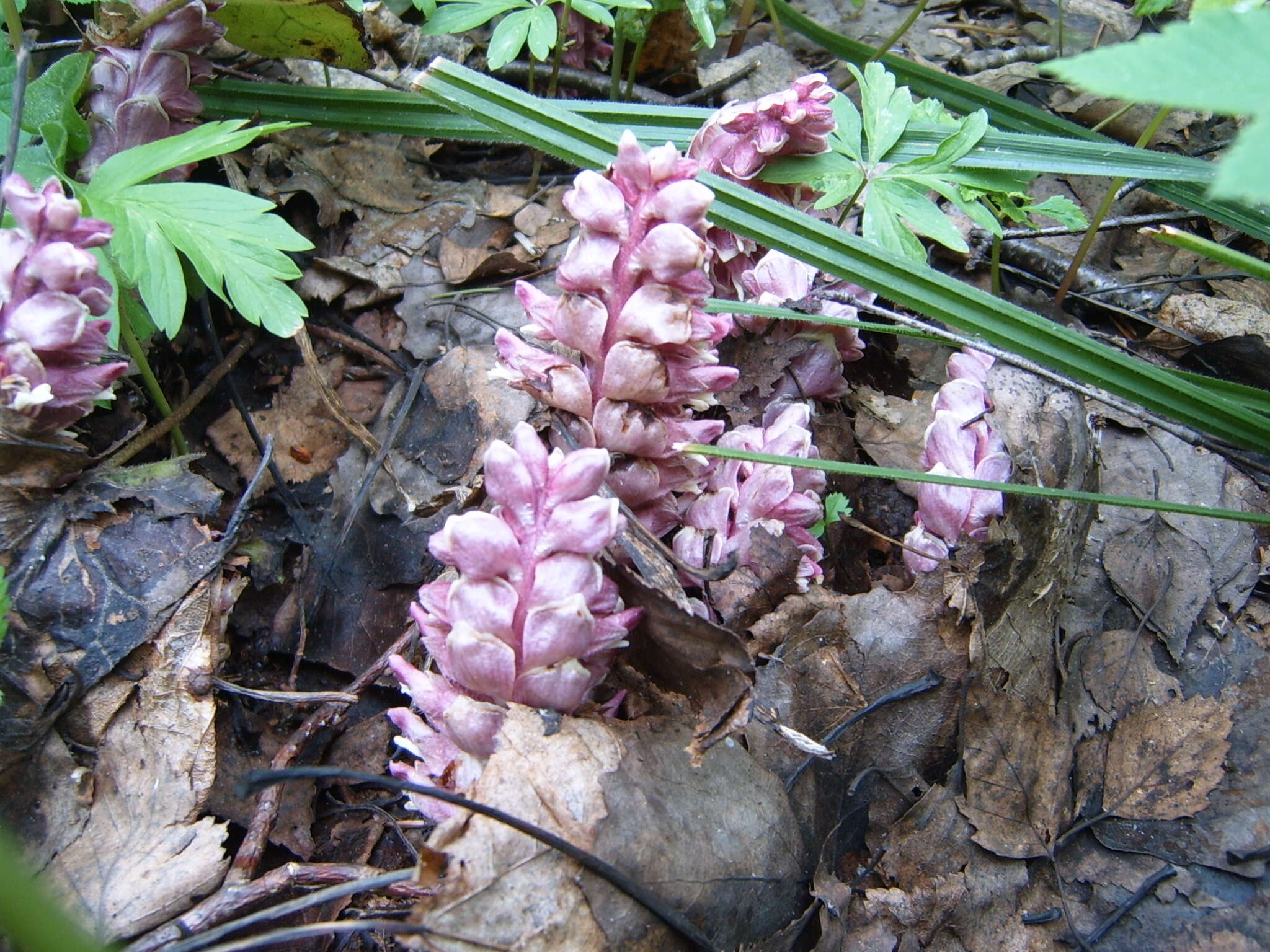 Image of common toothwort