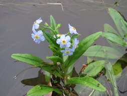 Image of true forget-me-not