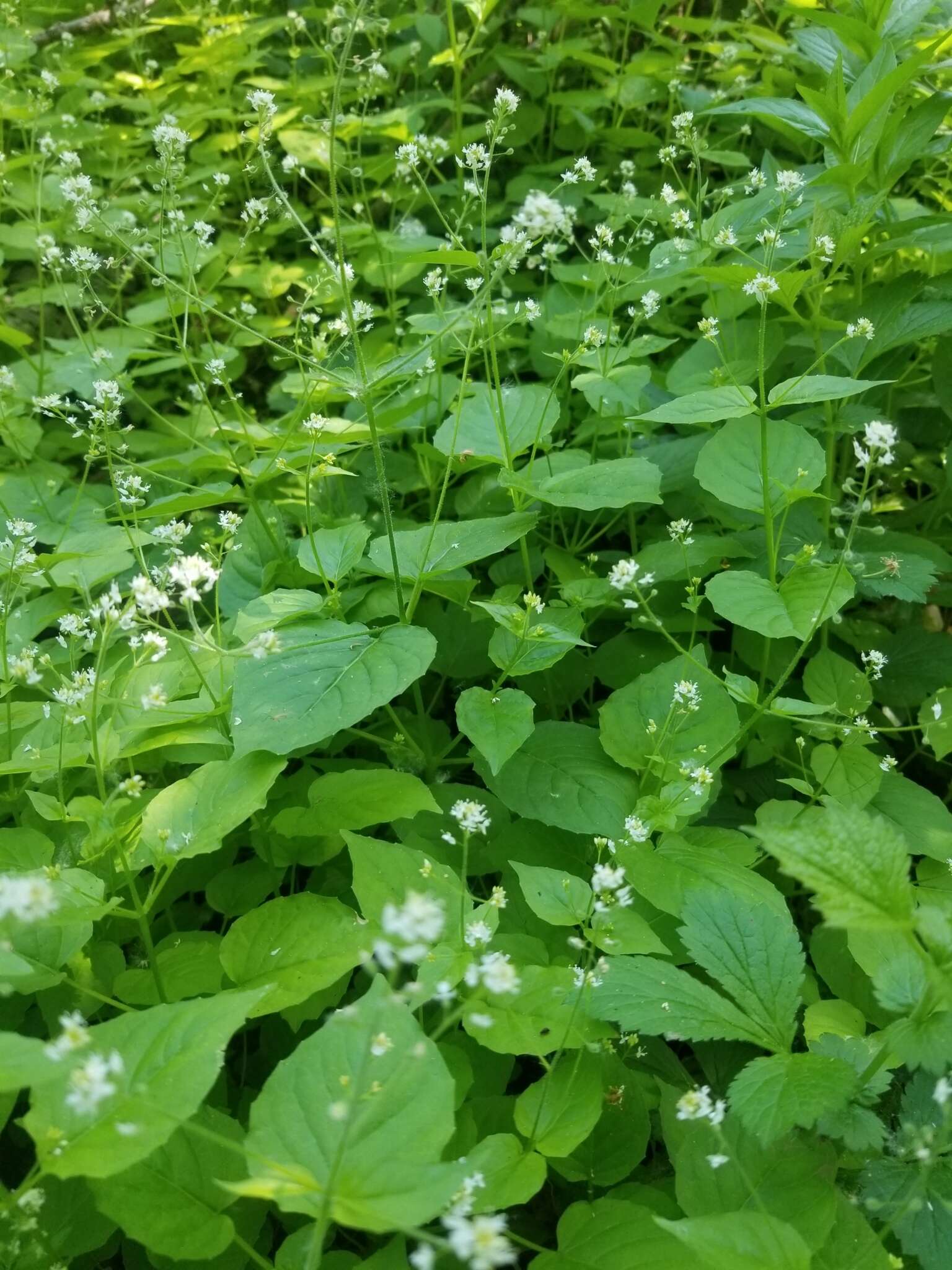 Image of small enchanter's nightshade