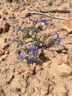 Imagem de Eriastrum eremicum subsp. zionis (T. T. Craig) S. J. De Groot