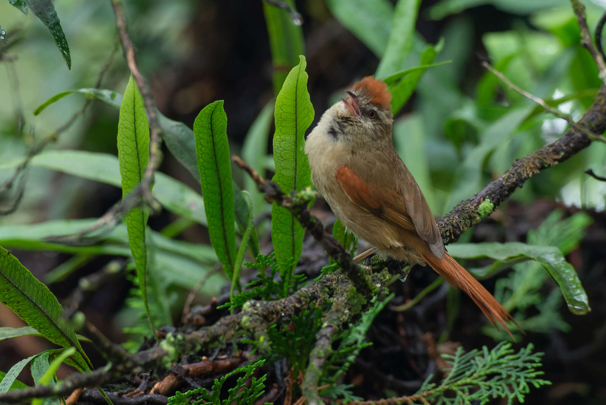 Image of Pallid Spinetail