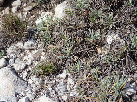 Plancia ëd Ficinia truncata (Thunb.) Schrad.