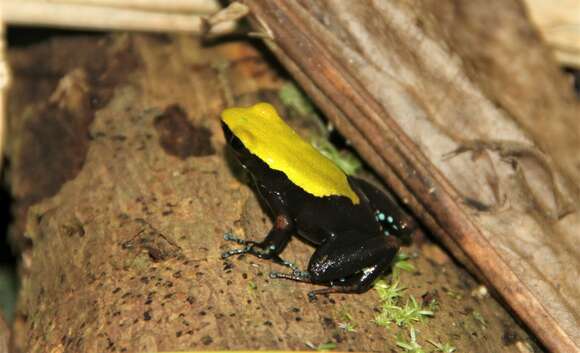 Image of Arboreal Mantella