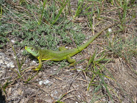 Image of Western Green Lizard