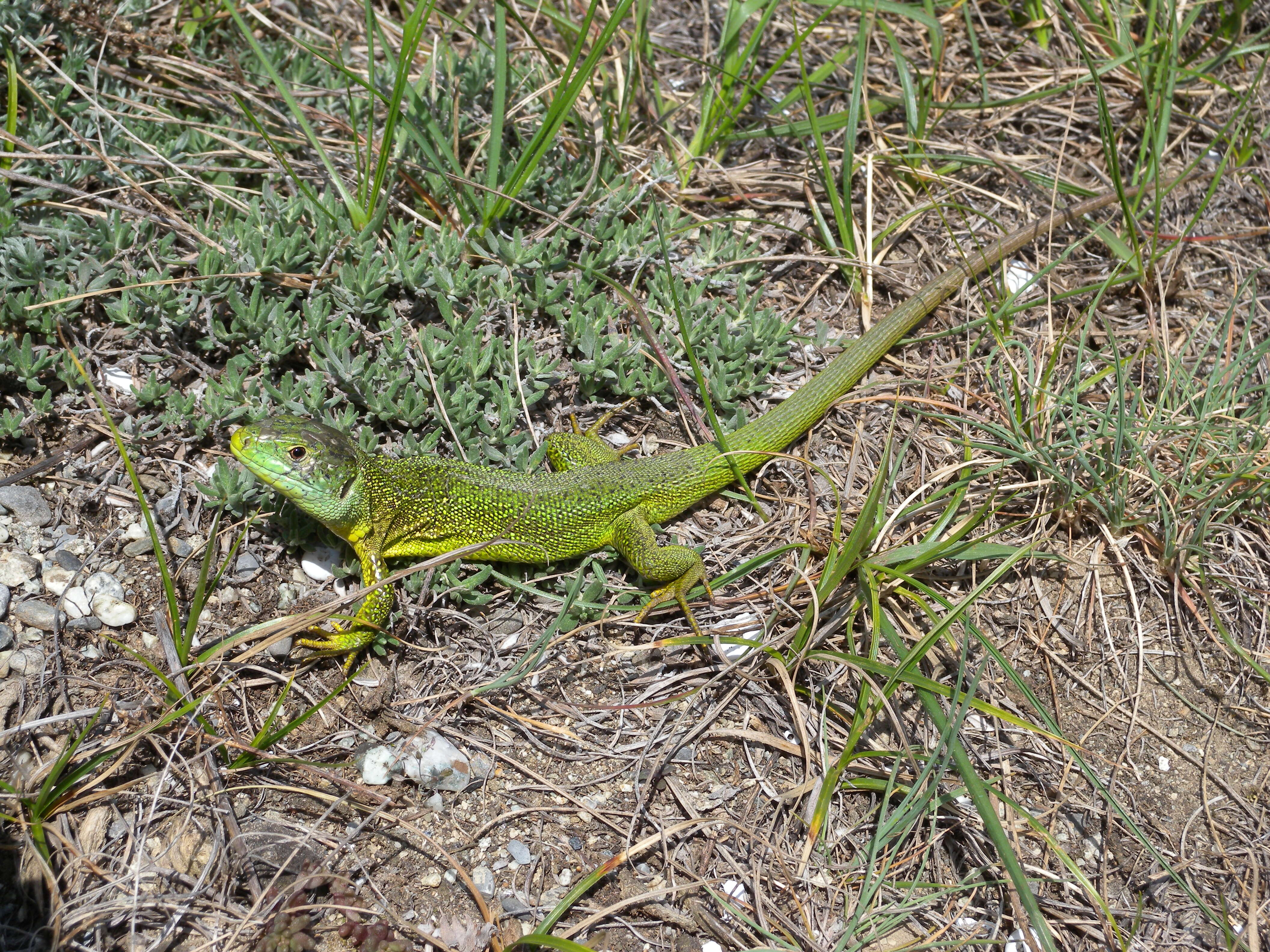 Image of Western Green Lizard